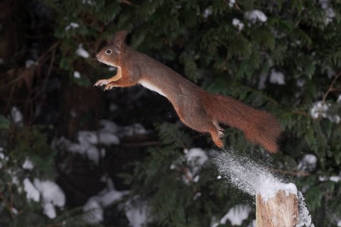 Squirrel