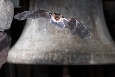 Greater mouse-eared bat