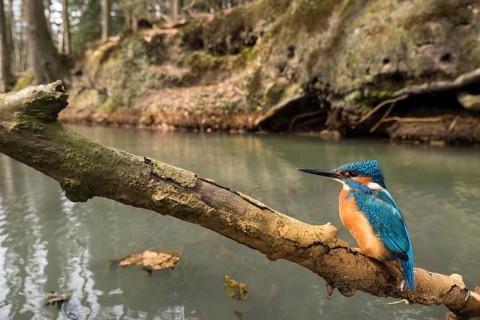 Common kingfisher