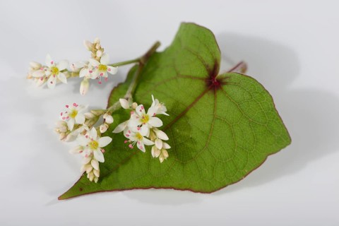 Tree spinach