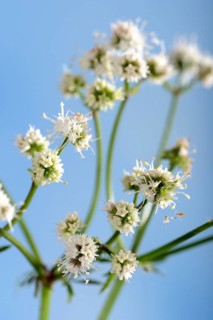 Sanicula