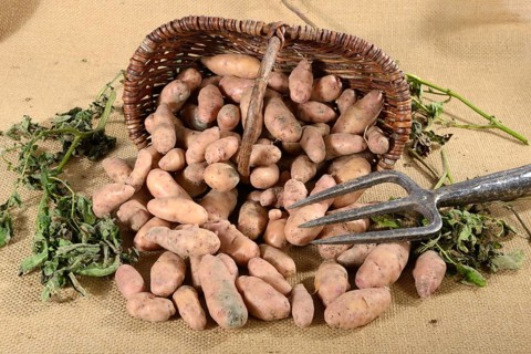 Potatoes