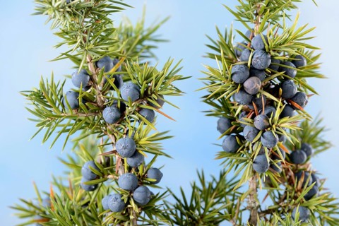 Juniper berries