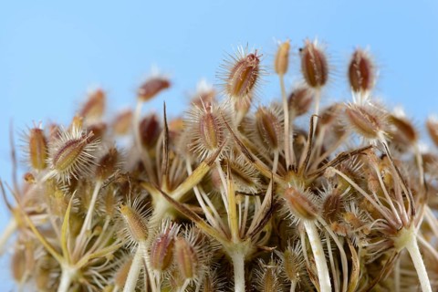 Wild carrot