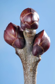Lilac bud