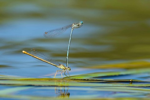 White-legged damselfly