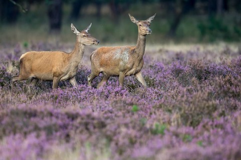 Red deer