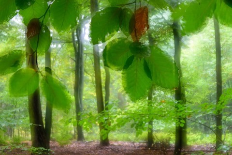 Common beech