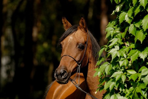 Arabian thoroughbred