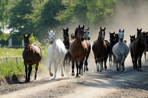 Arabian thoroughbred and Anglo-Arabian
