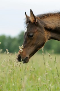 Arabian thoroughbred