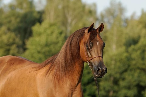 Arabian thoroughbred