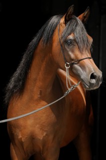 Arabian thoroughbred