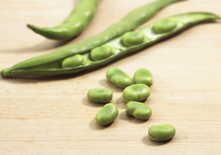 Fava Bean