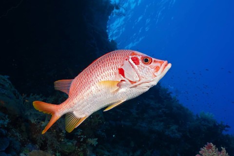 Longspine dogfish