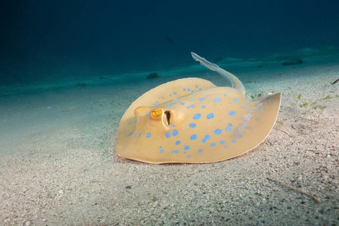 Bluespotted ribbontail ray