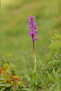 Early purple orchid