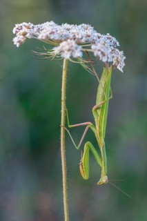 Praying mantis