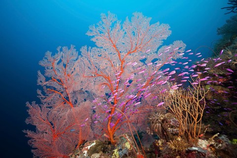 Tuka flagfish in front of gorgonian