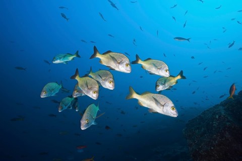 Shoal of yellowfin grunts
