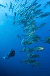Scuba Diver and Shoal of Bigeye Trevally