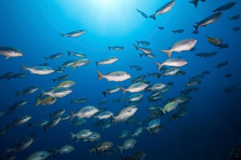 Blue-bronze Sea Chub and Yellow Sea Chub