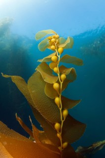 Kelp Forest Giant Kelp