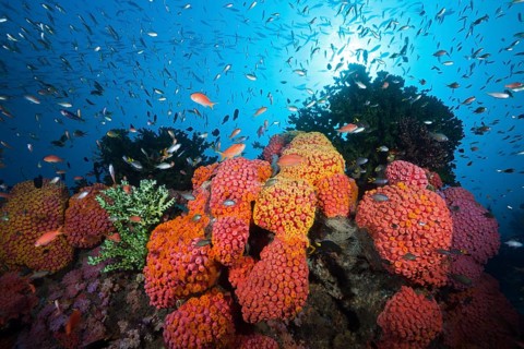 Reef with cup corals