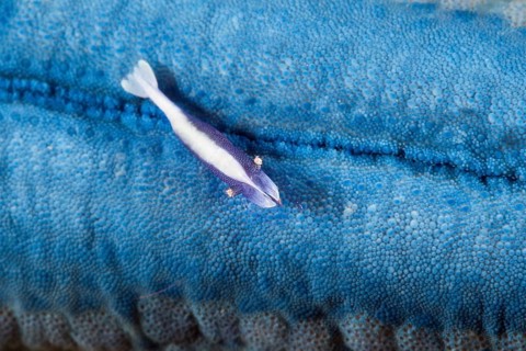 Commensal shrimp associated with starfish