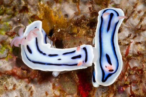 White splendid star snail