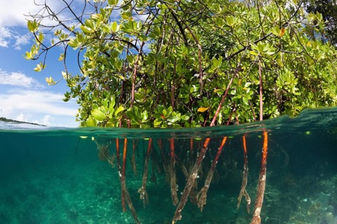 Stilt roots of a mangrove tree