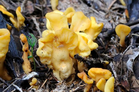 Yellow earth tongue