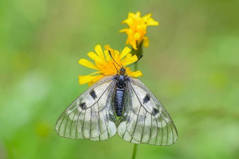 Female Black Apollo