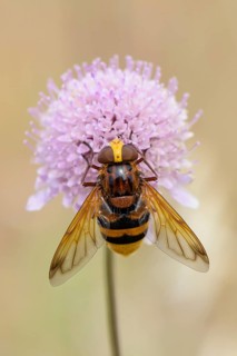 Hornet Mimic Hoverfly