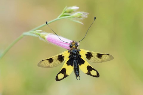 Eastern butterfly
