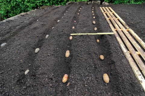 Place potatoes
