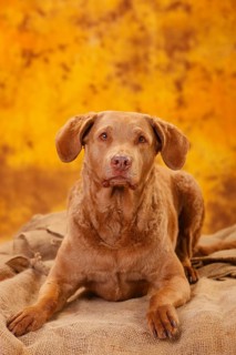 Chesapeake Bay Retriever