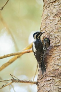 Three-toed Woodpecker
