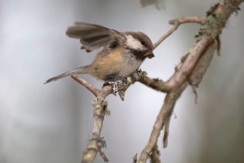 Grey-headed Chickadee