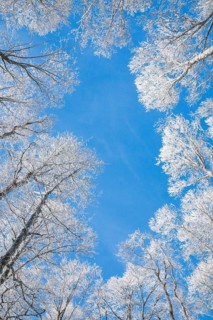 Tree tops of deep snow covered beech forest against blue sky in Neuchatel Jura