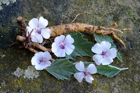 Althaea officinalis