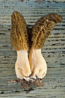 Black morel