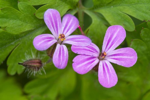 Wood Storkbill