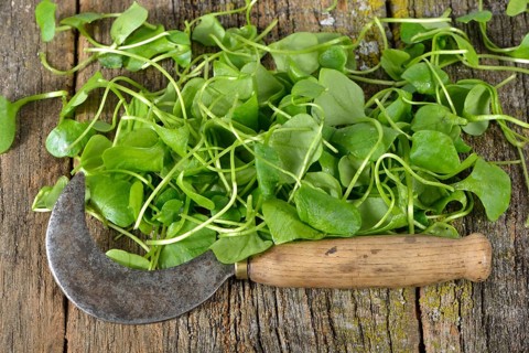 Winter purslane