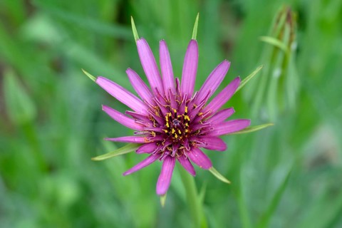 Common salsify