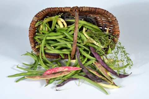 Various bush beans