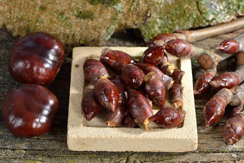Chestnuts