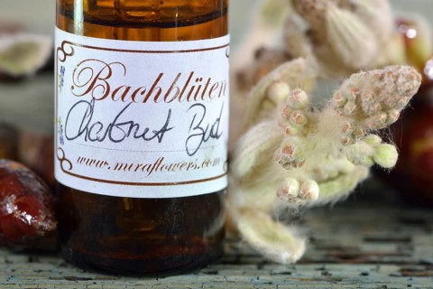Bach Flower remedy chestnut bud