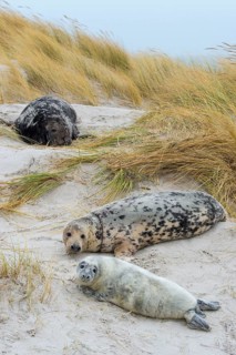 Grey Seal