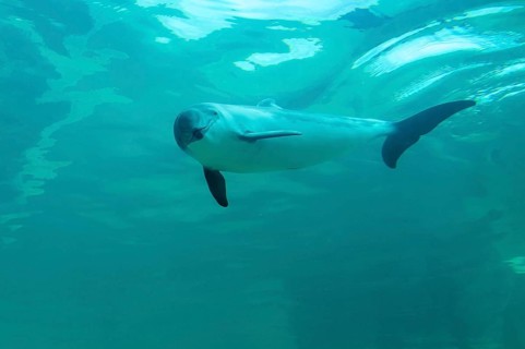 Harbour porpoise